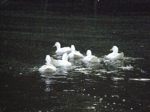 Ducks on the swim OMA.jpg